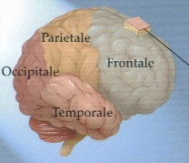 Lobes of the right brain hemisphere