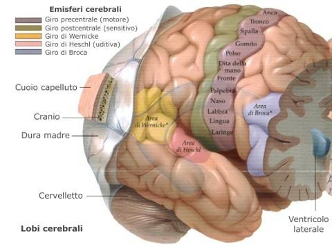 External surface of the brain