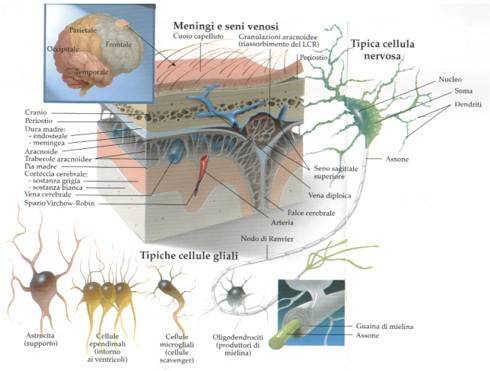 section of the brain and its meningeal layers