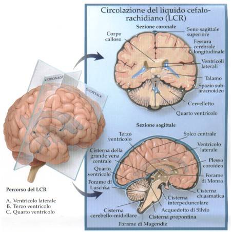 percorso del liquor cerebrale