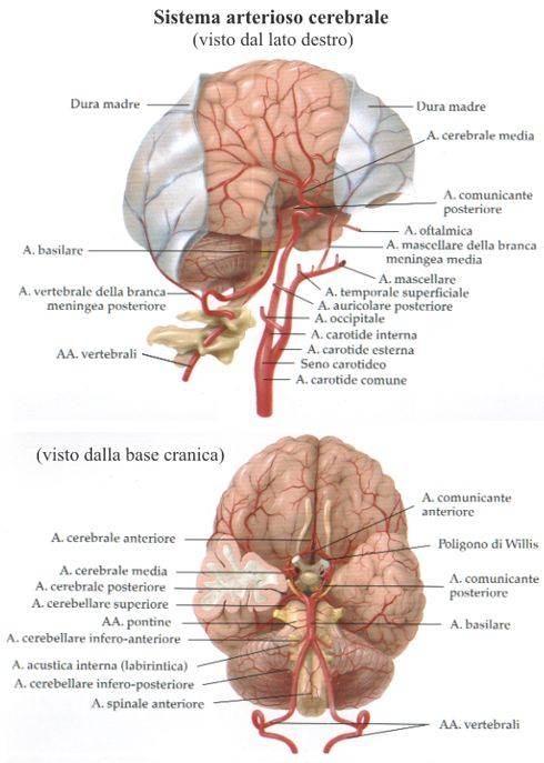 Sistema arterioso cerebrale