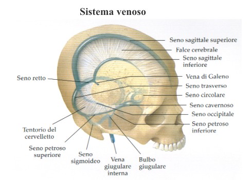 Sistema venoso cerebrale